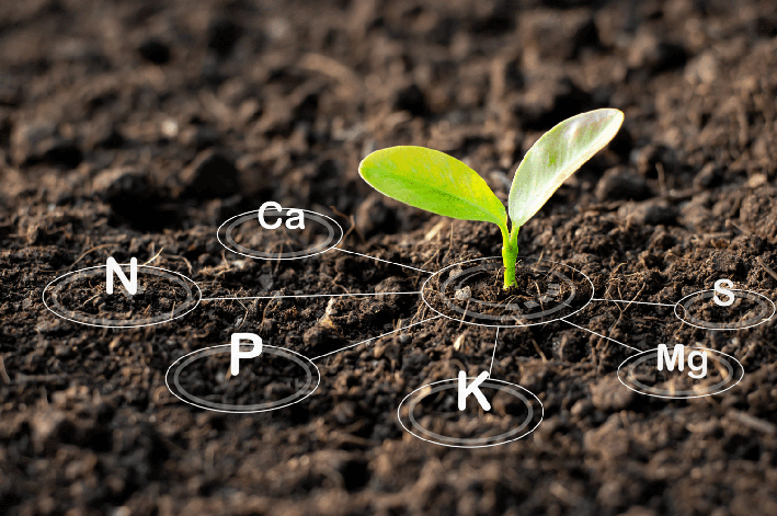 Seedling in soil with plant nutrients N, P, K, Ca and Mg