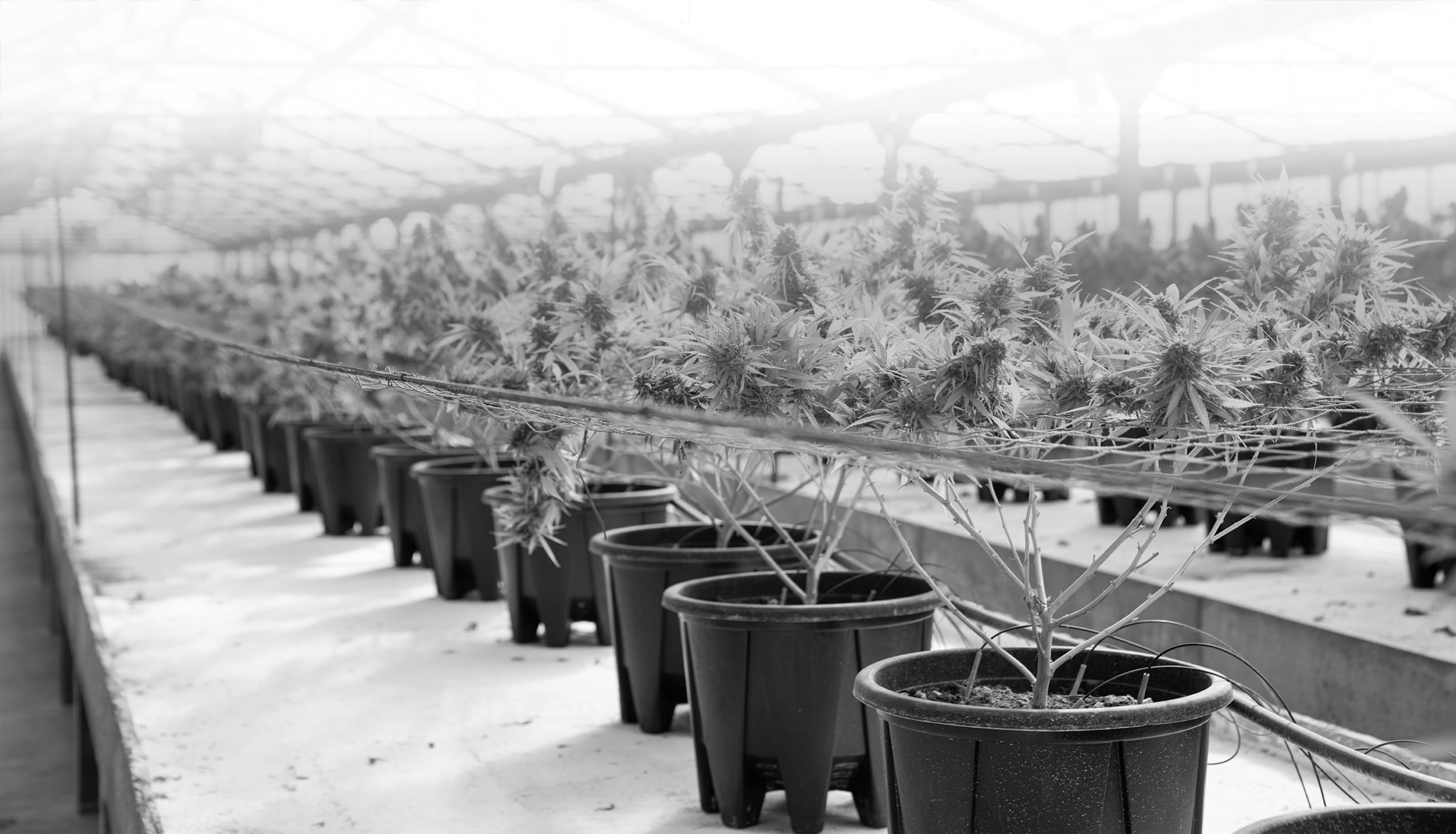 Plants growing in pots in a greenhouse