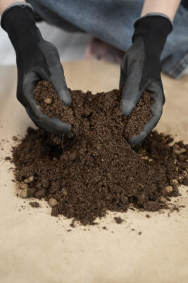 Hands holding fresh potting soil