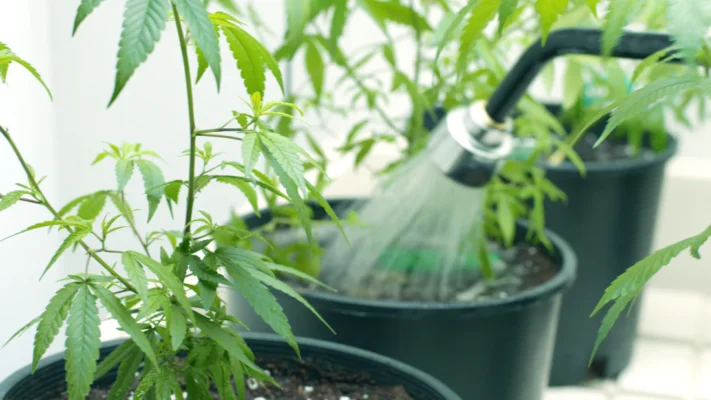Watering a plant with a watering can