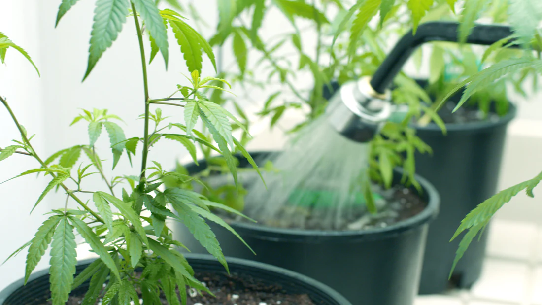 Watering a plant with a watering can