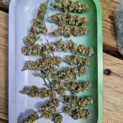 Dried and trimmed harvest from a Monster Soil living soil grow by DopeCutz