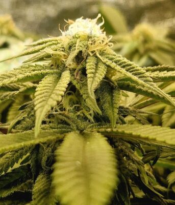 Close-up of a flower grown in Monster Soil living soil, Living Soil Cup 2026 entry by DopeCutz