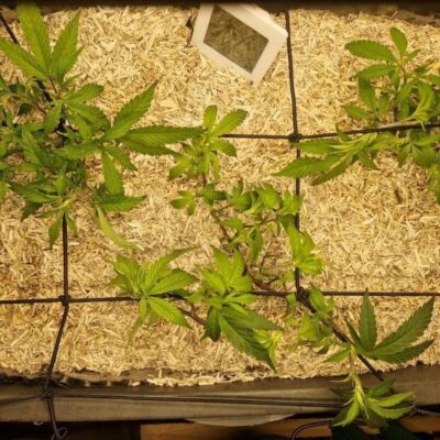 Young plants in a 90 L container of Monster Soil living soil with hemp mulch and SCROG net