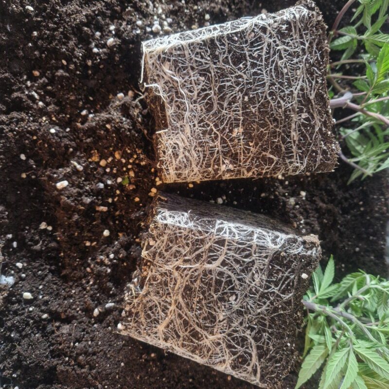 Roots growing through Monster Soil living soil in a GrowDiaries test grow by DopeCutz